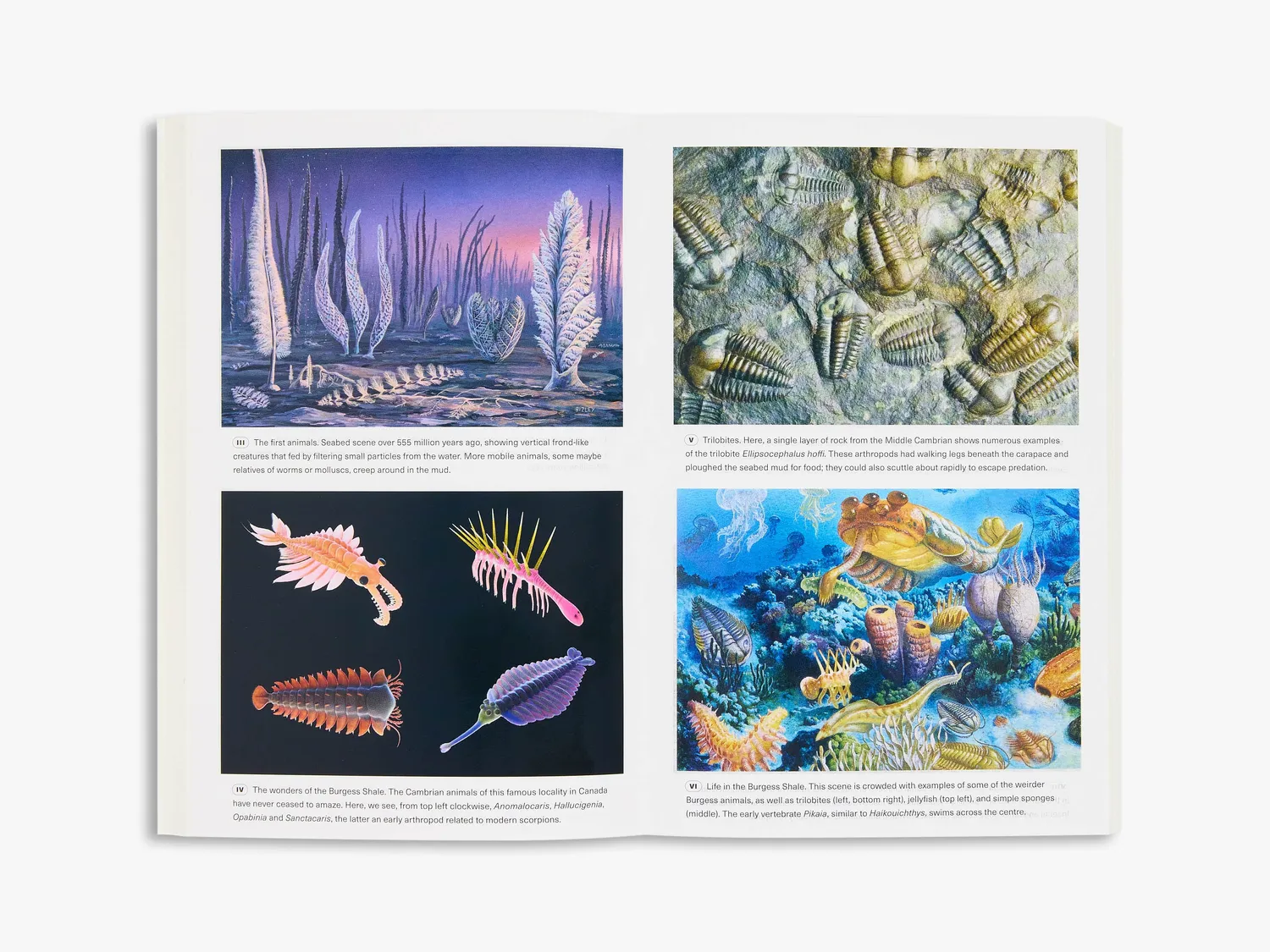 Thames & Hudson Extinctions bog naturhistorie