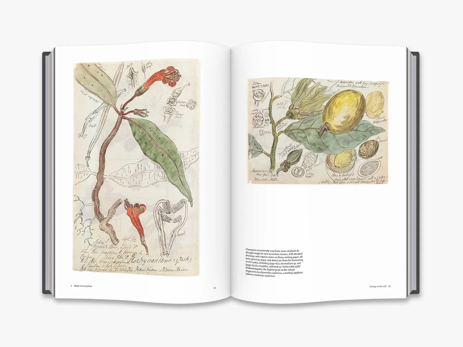Thames & Hudson Botanical Sketchbooks bog botanisk kunst