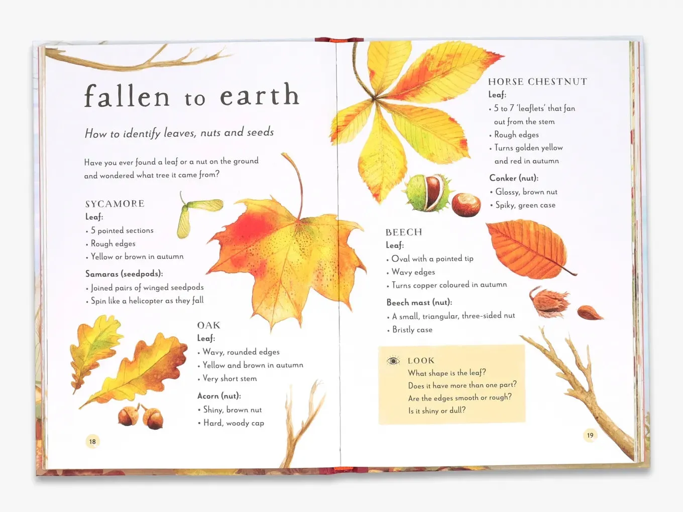 Thames & Hudson Field Guide to Autumn fagbog om efterår
