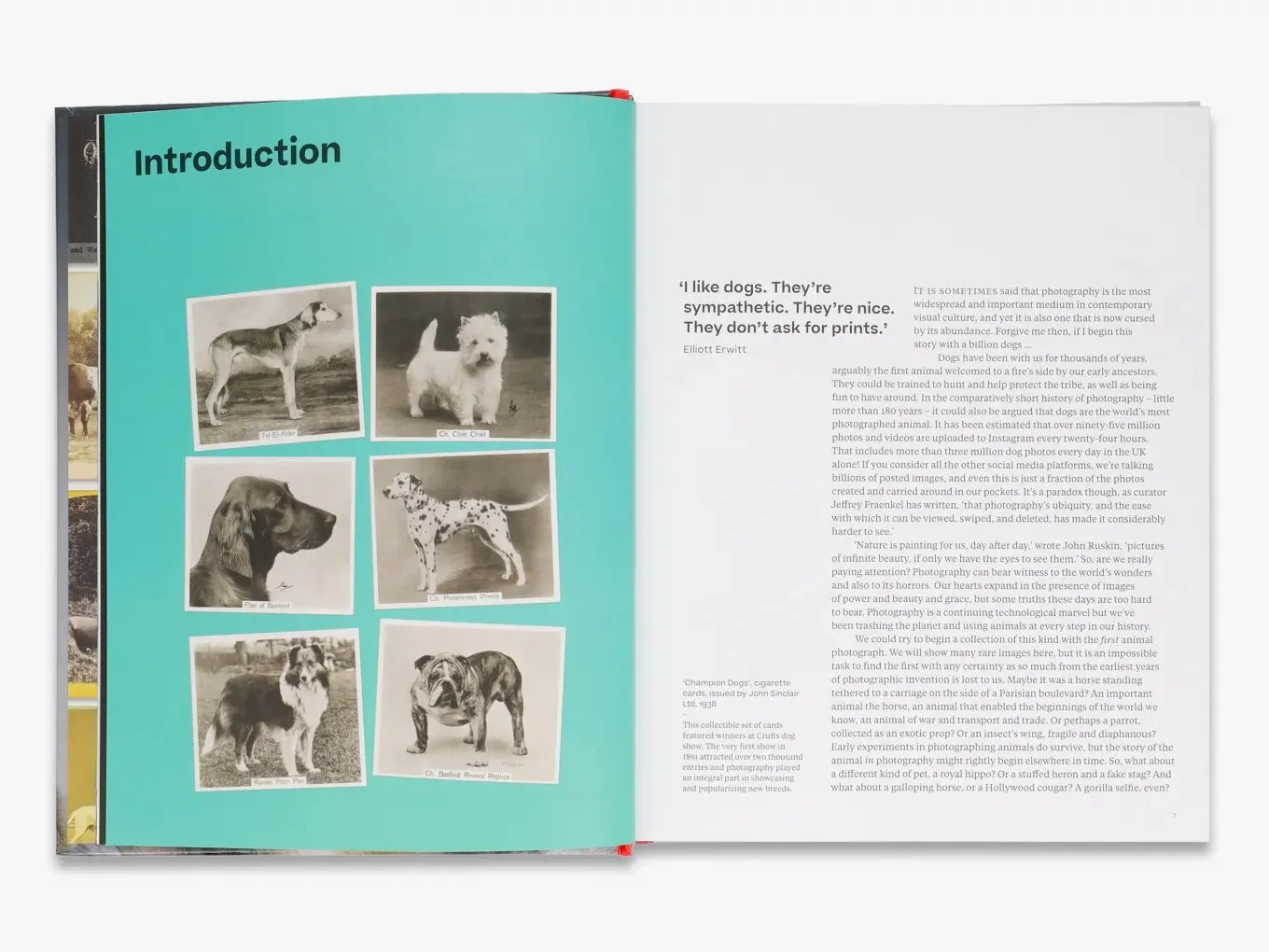 Thames & Hudson Why We Photograph Animals fotobog