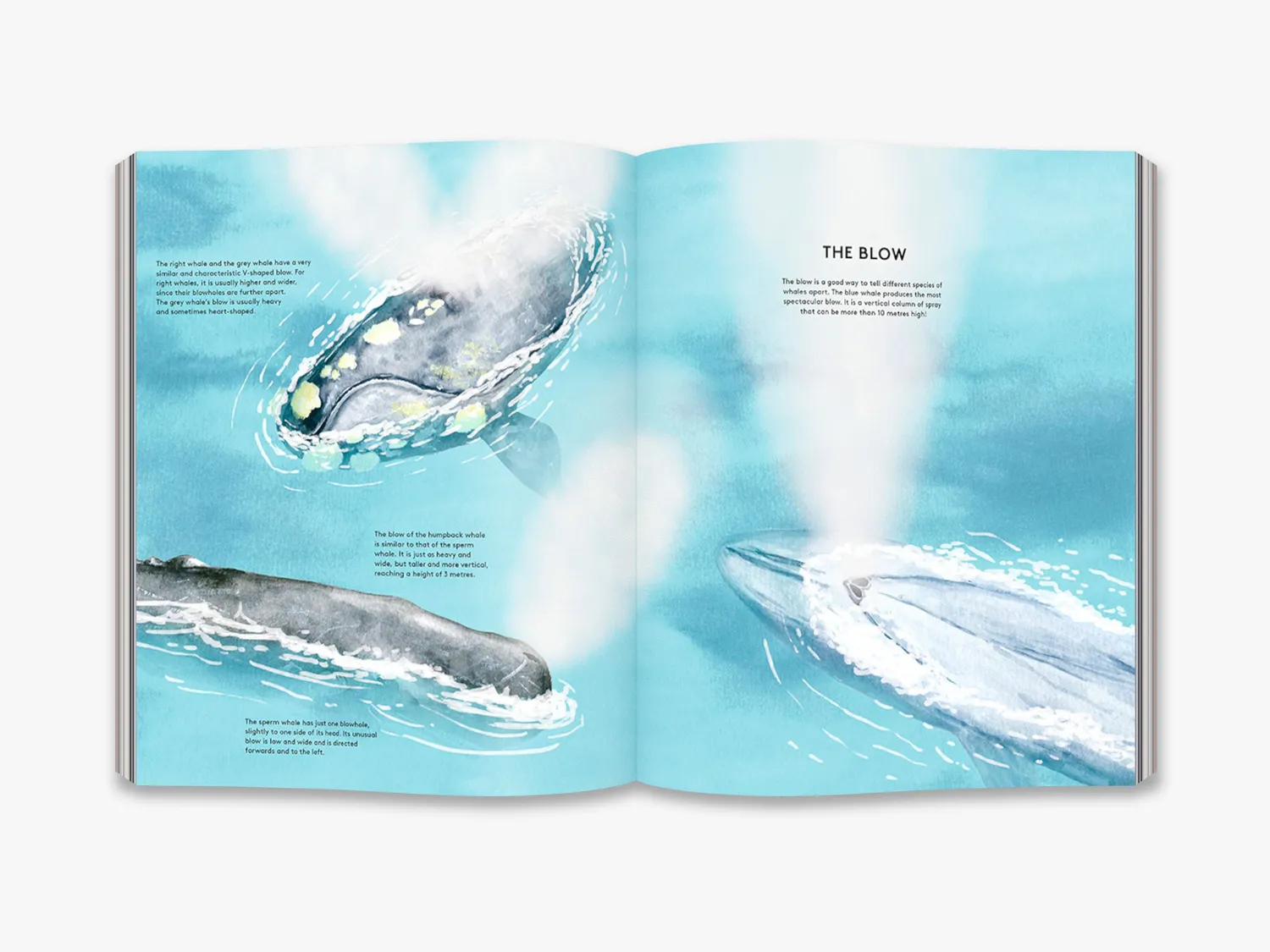 Thames & Hudson The Secret Life of Whales hvalbog