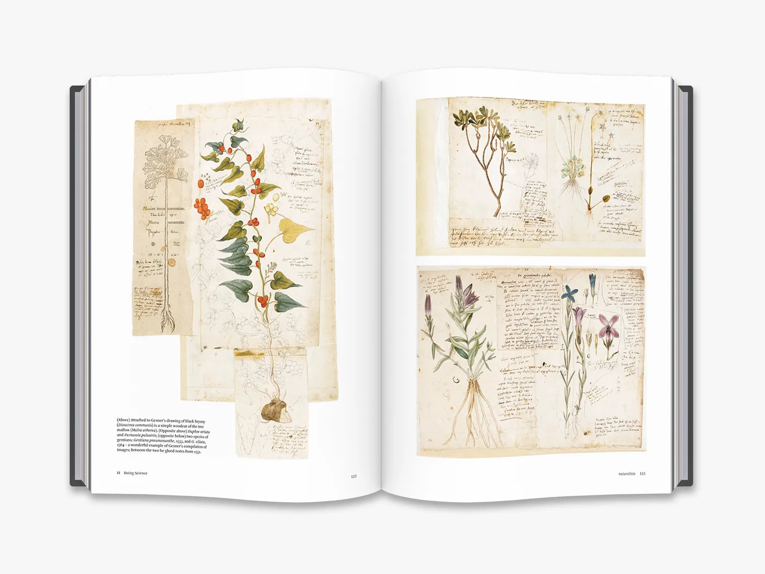 Thames & Hudson Botanical Sketchbooks bog botanisk kunst