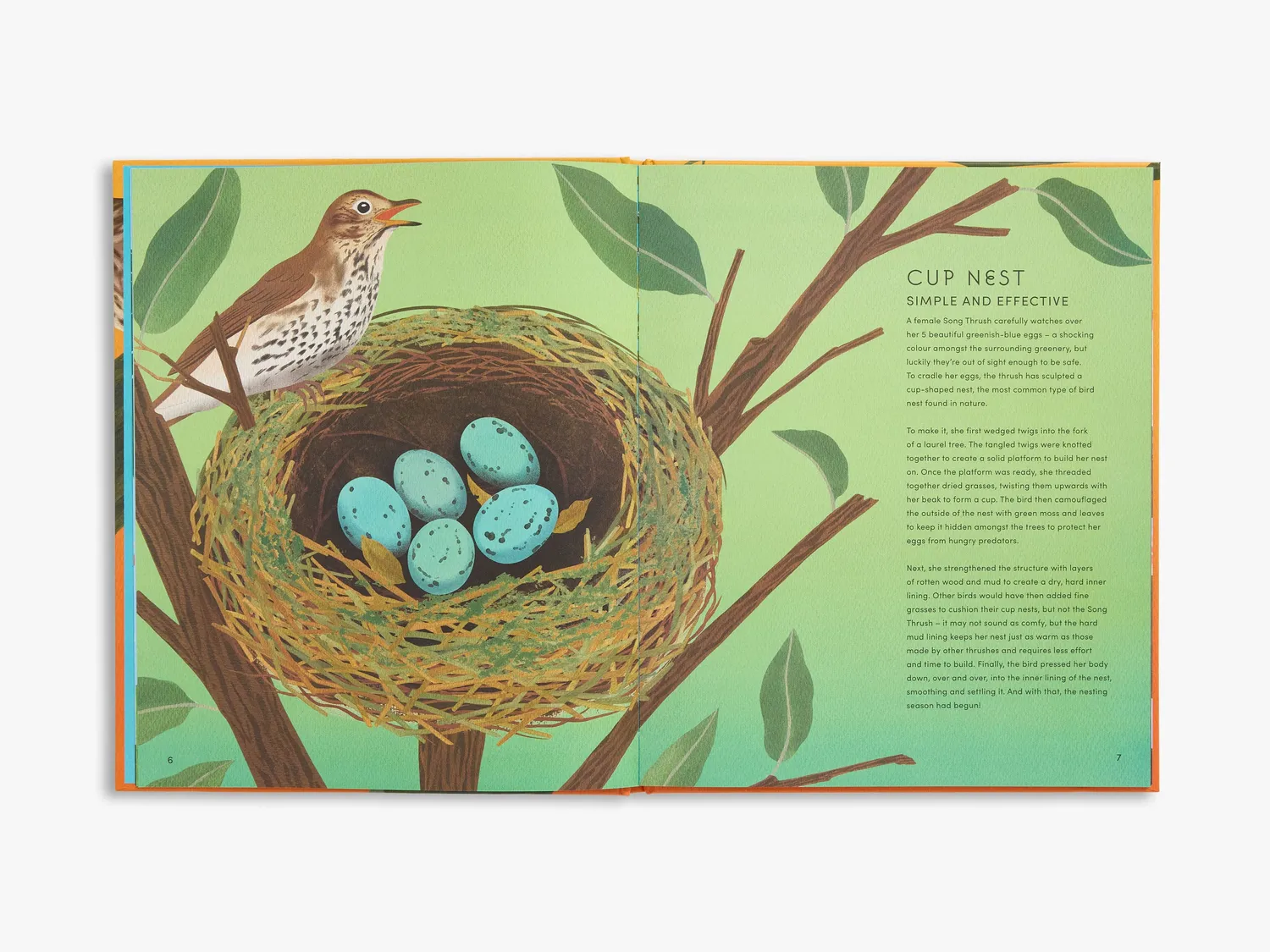 Thames & Hudson Secret World Bird Nests børnebog illustreret