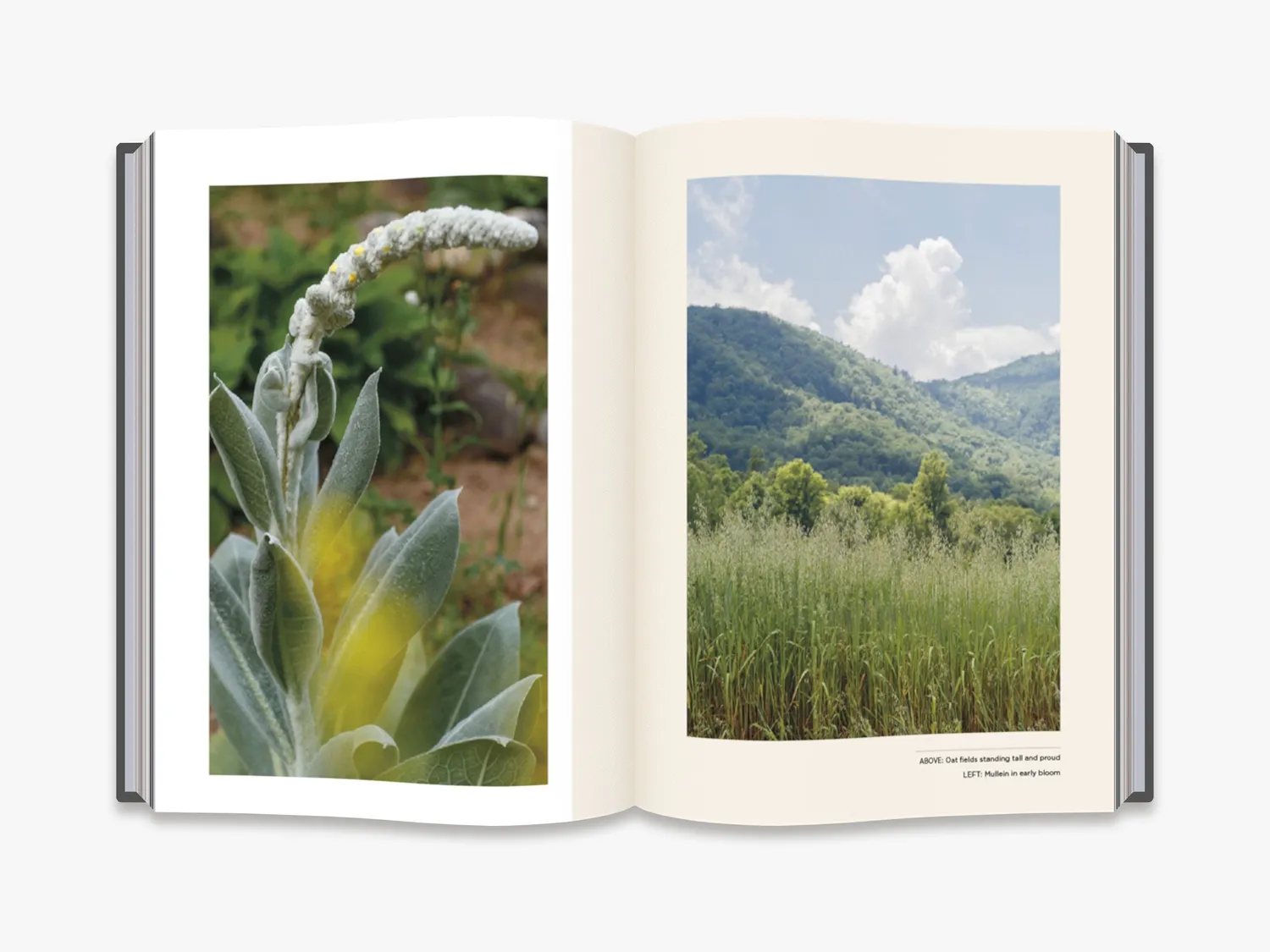 Thames & Hudson Plants for the People bog 40 urter