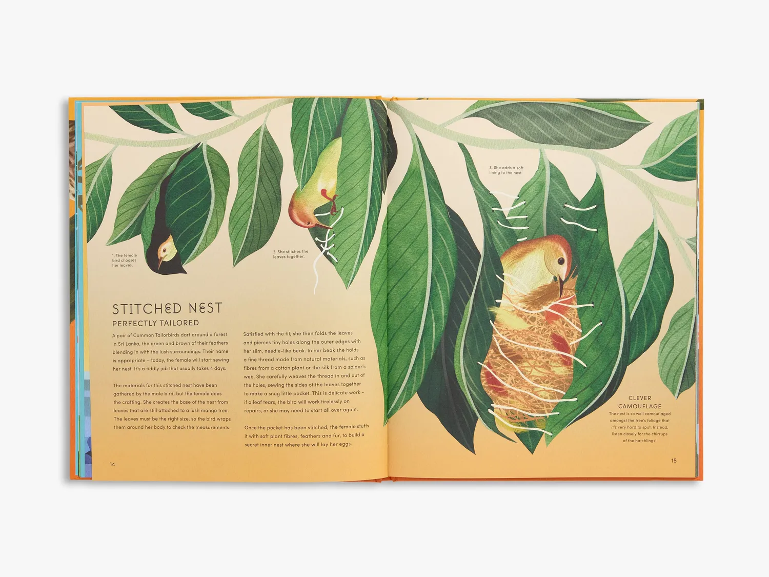 Thames & Hudson Secret World Bird Nests børnebog illustreret