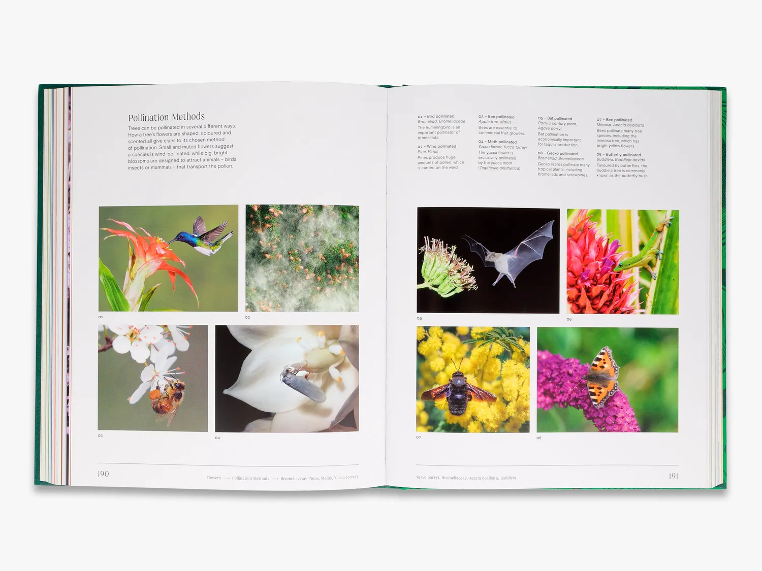 Thames & Hudson Trees From Root to Leaf naturbog