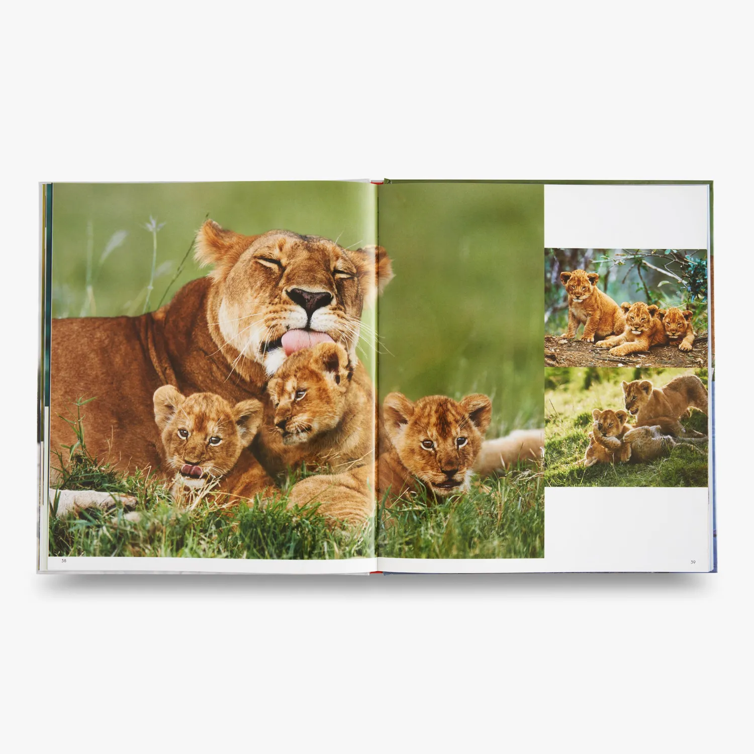 Thames & Hudson My Favourite Animal Families børnebog om dyreunger